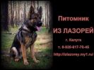Питомник немецких овчарок и йоркширских терьеров фотография