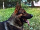 Кобель немецкой овчарки рабочей линии для вязки фотография