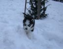 Классный щенок (хаски) от титулованных родителей (3 фотографии)