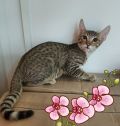 Бенгальские котята и котята породы Саванна из питомника (9 фотографий)